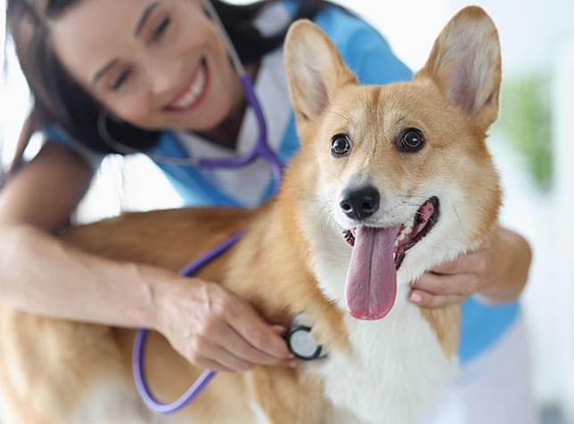 Veterinarian attending a corgi dog - link to The General Labs Pet Insurance page